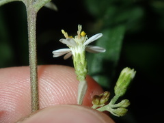 Olearia viscidula