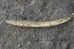 Mastacembelus armatus