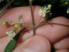 Olearia viscidula