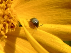 Spermophagus sericeus