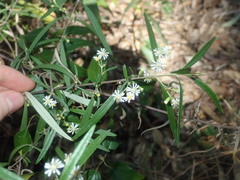 Olearia viscidula