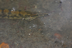Mastacembelus armatus