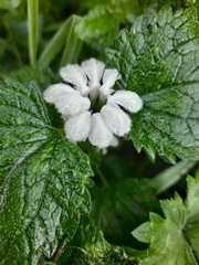 Lamium album