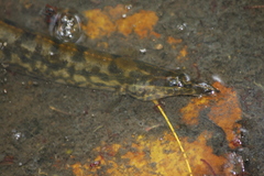 Mastacembelus armatus