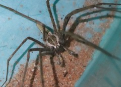 Euprosthenops