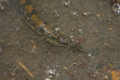 Mastacembelus armatus