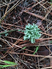 Ramalina pusiola
