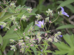 Geranium igoschinae