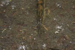 Mastacembelus armatus