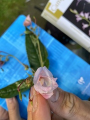 Impatiens glandulifera