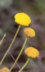 Pentzia globosa