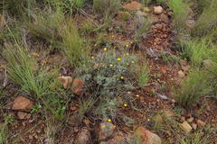 Pentzia globosa