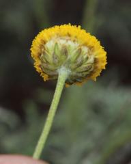 Pentzia globosa
