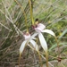 Coastal White Spider Orchid - Photo (c) Jordan M, some rights reserved (CC BY-NC), uploaded by Jordan M