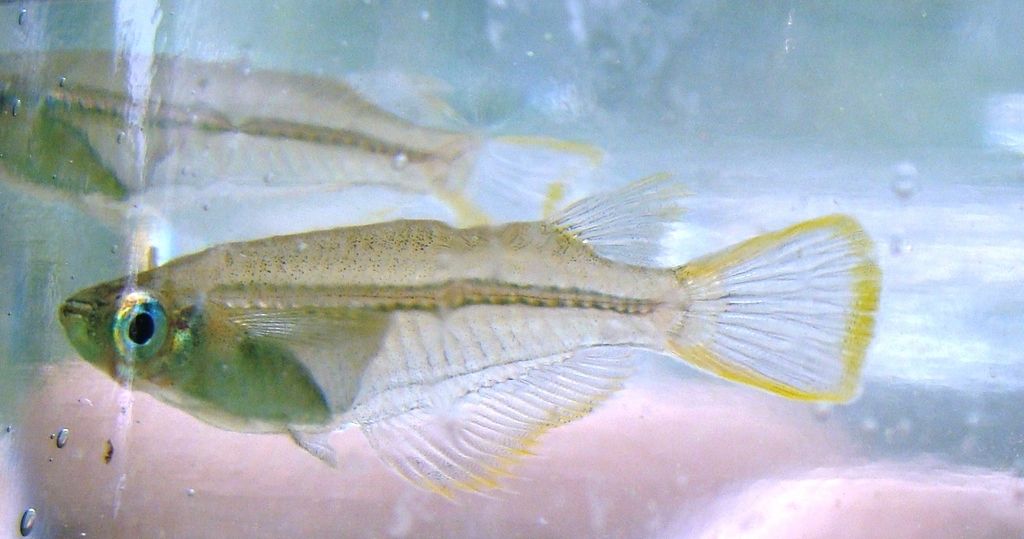 Spotted Ricefish
