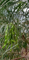 Acacia uncifolia