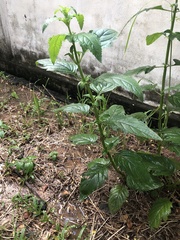 Magnoliopsida