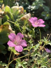 Geranium