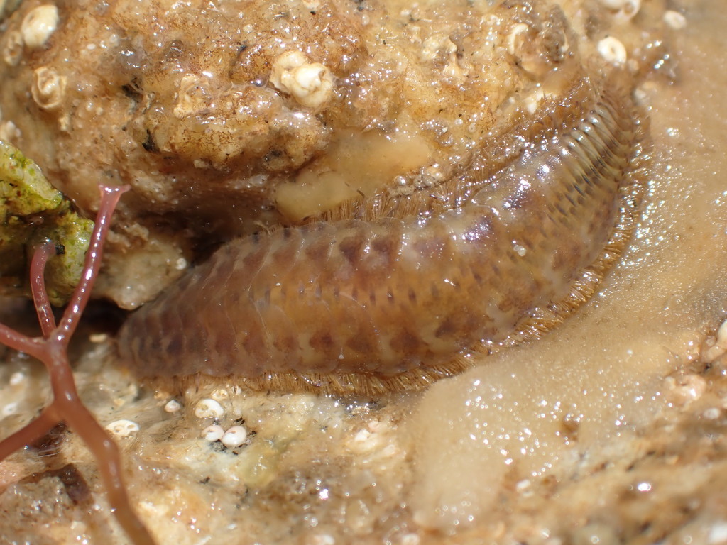 Harmothoe extenuata