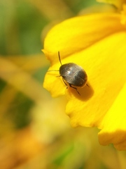 Spermophagus sericeus