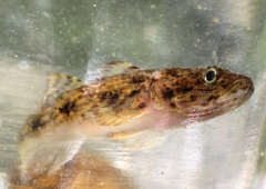 Glossogobius giuris