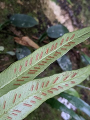Asplenium formosae