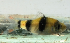 Haludaria fasciata