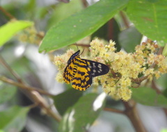 Dysphania subrepleta