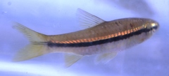 Rasbora daniconius