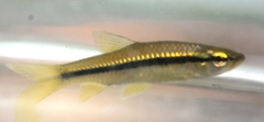 Rasbora daniconius