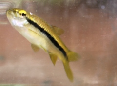 Rasbora daniconius