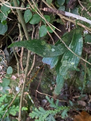 Antrophyum formosanum