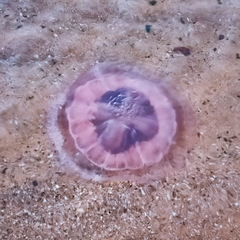 Cyanea annaskala