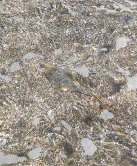 Glaucostegus cemiculus