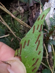 Antrophyum formosanum