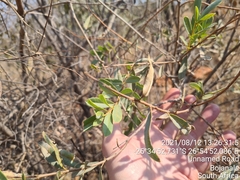 Ozoroa paniculosa salicina