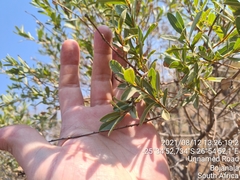Ozoroa paniculosa salicina