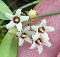 Astephanus triflorus