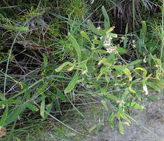 Astephanus triflorus