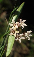 Astephanus triflorus