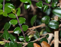 Setascutum pallidum
