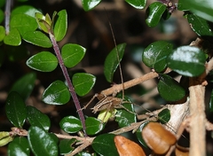 Setascutum pallidum