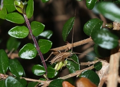 Setascutum pallidum