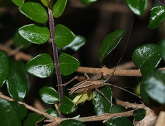 Setascutum pallidum