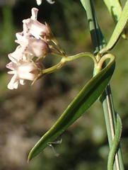 Astephanus triflorus