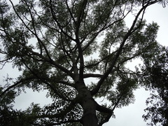 Ailanthus excelsa