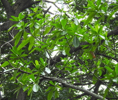Alstonia macrophylla