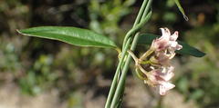 Astephanus triflorus
