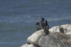 Microcarbo coronatus