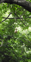 Kigelia africana africana